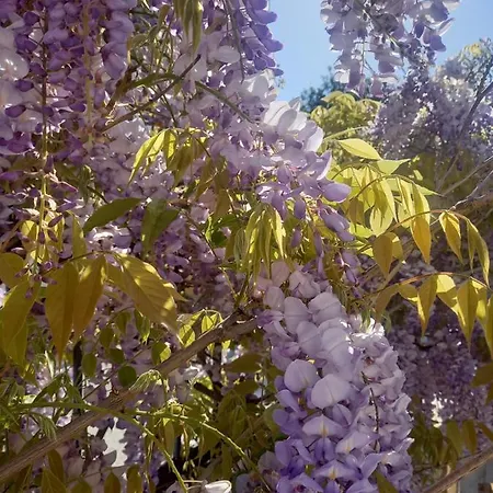 Appartement Lilac House *
