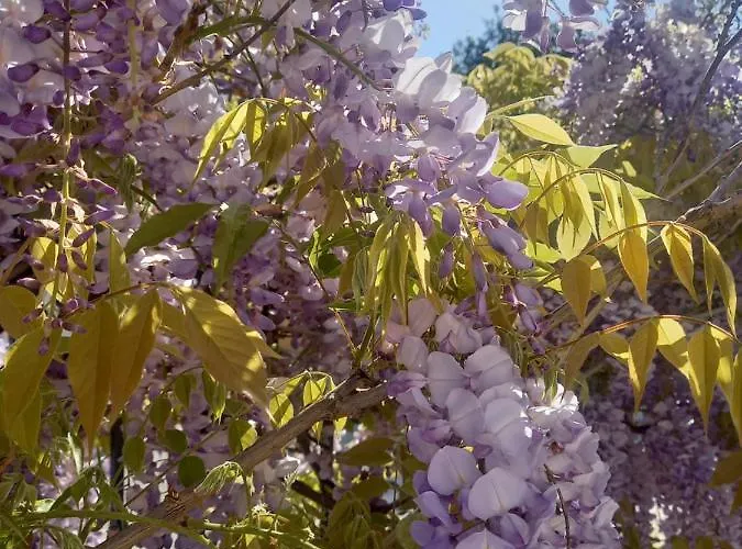 Lägenhet Lilac House *
